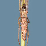 Tetragnatha demissa